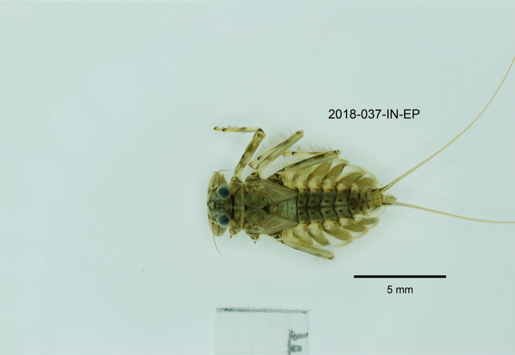 dorsal