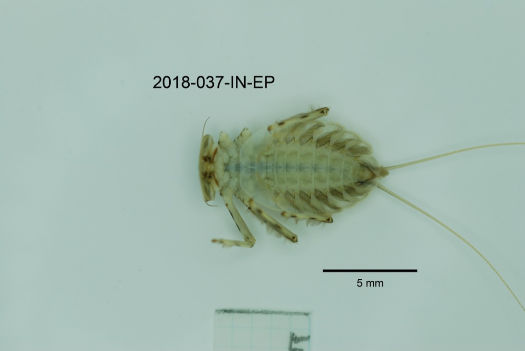ventral