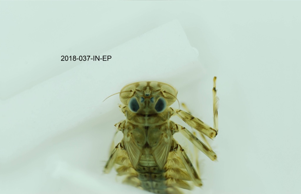 head and thorax dorsal