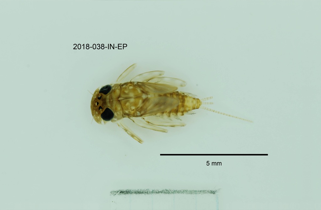 dorsal