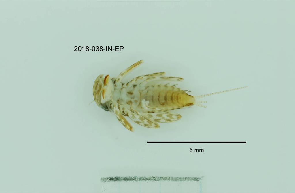 ventral