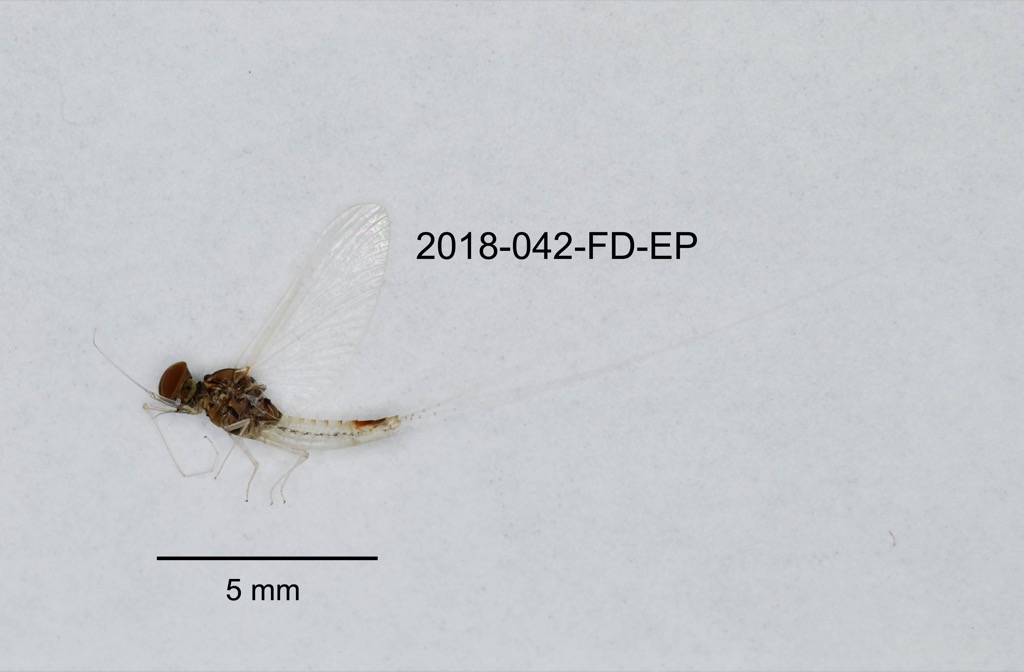 lateral