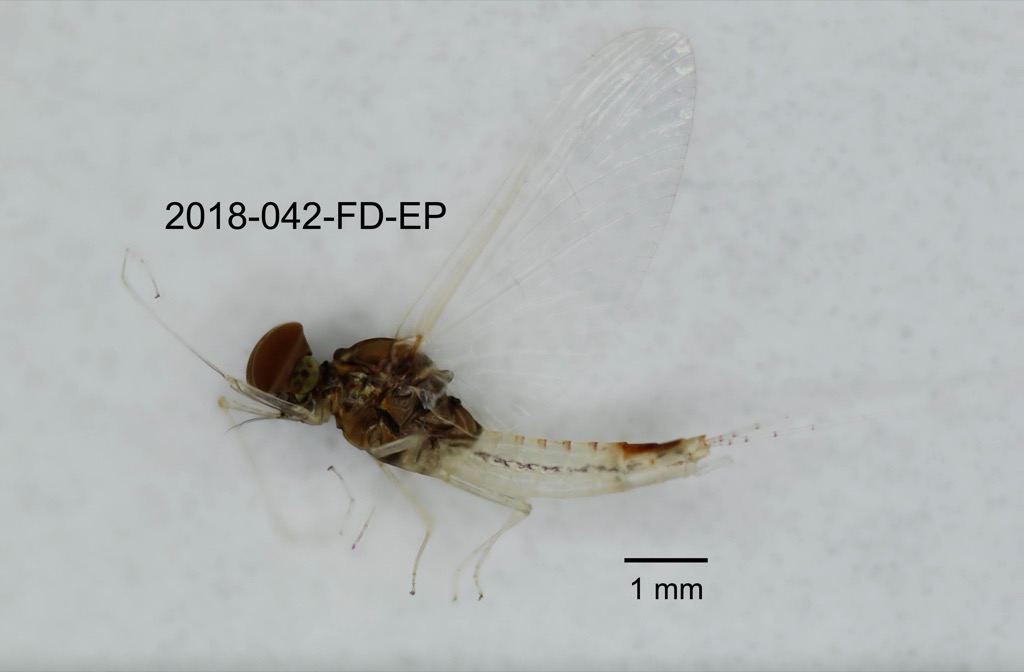 lateral