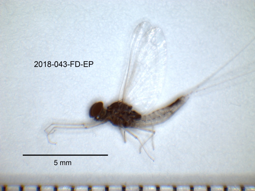 lateral