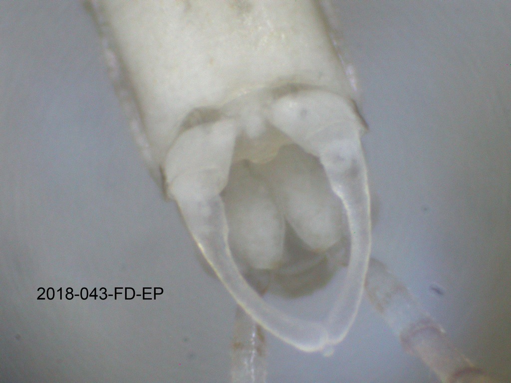 genitalia ventral