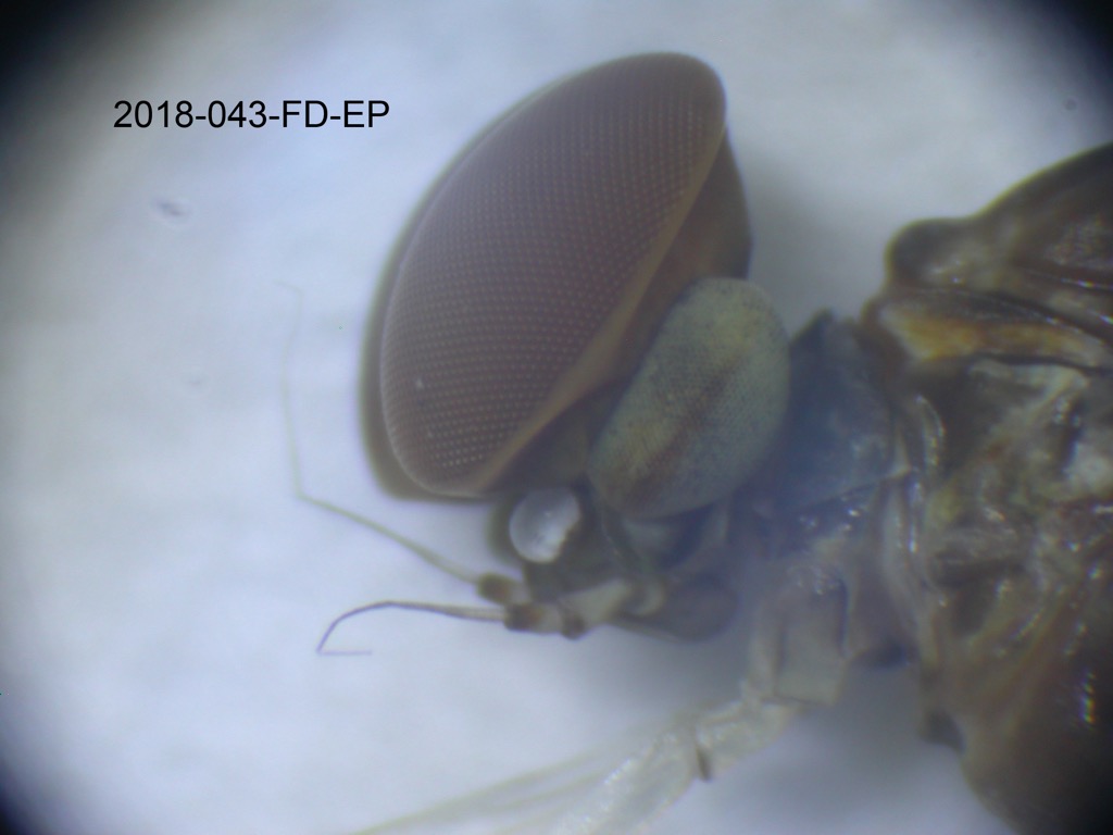 head lateral