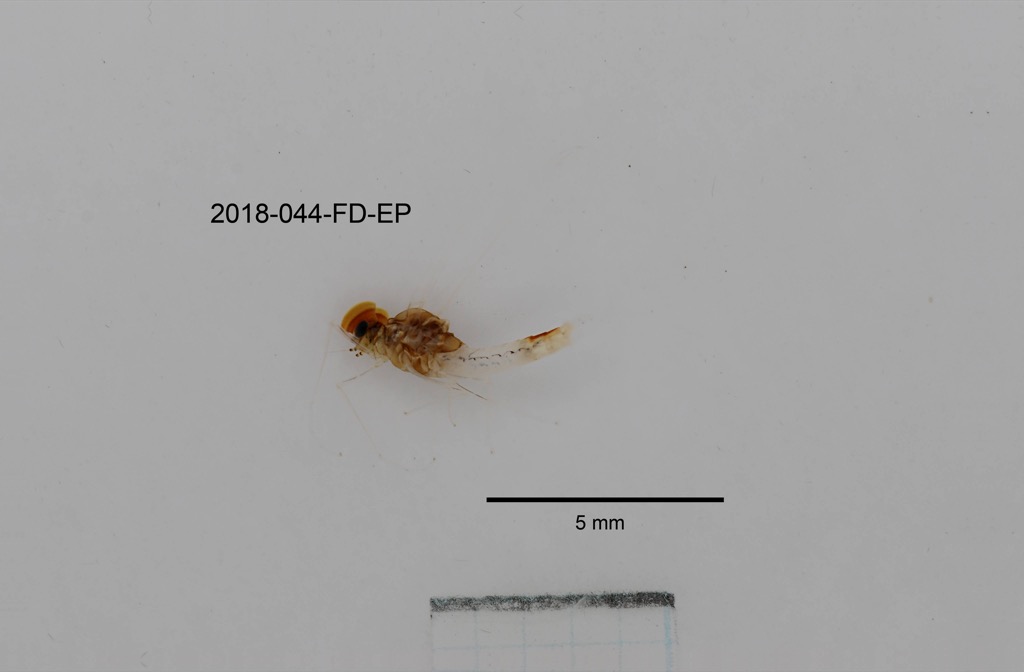 lateral
