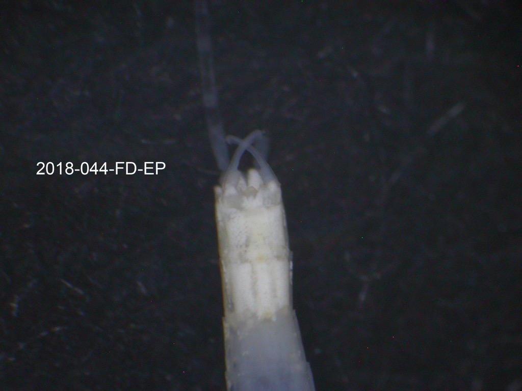 genitalia ventral