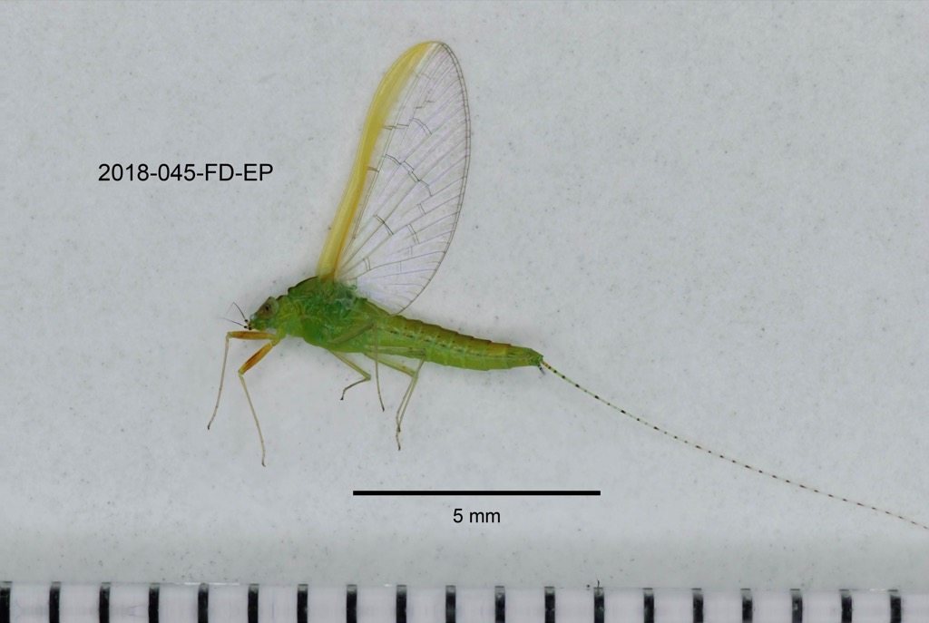 lateral