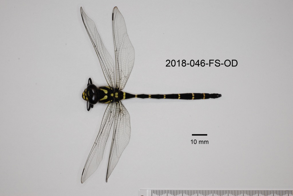 dorsal
