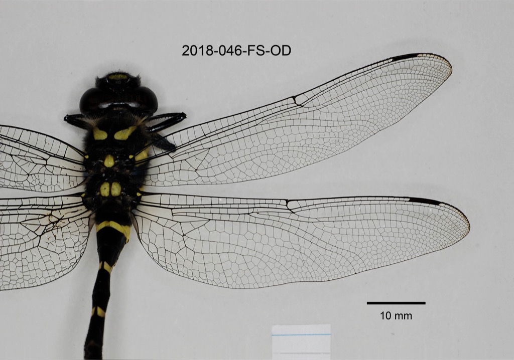 wings dorsal