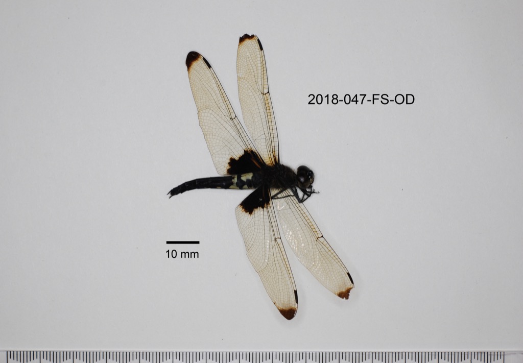 lateral