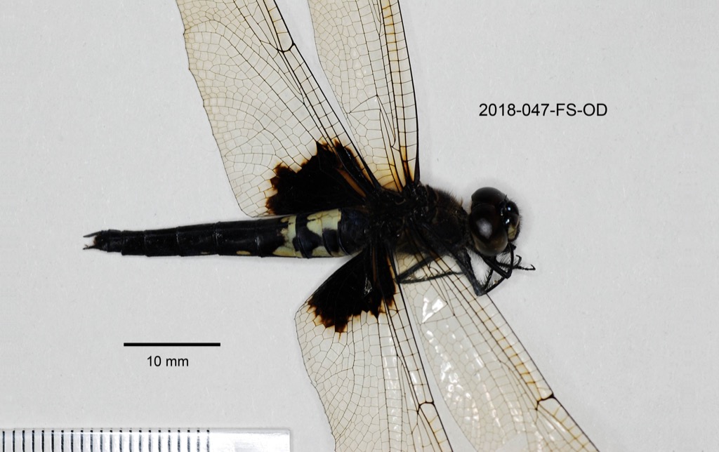 lateral