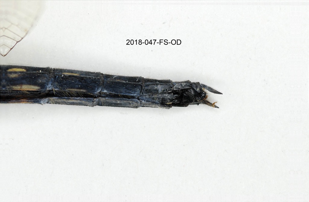 anal appendages ventral