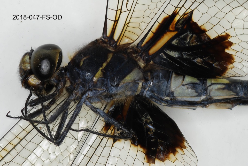 head and thorax lateral
