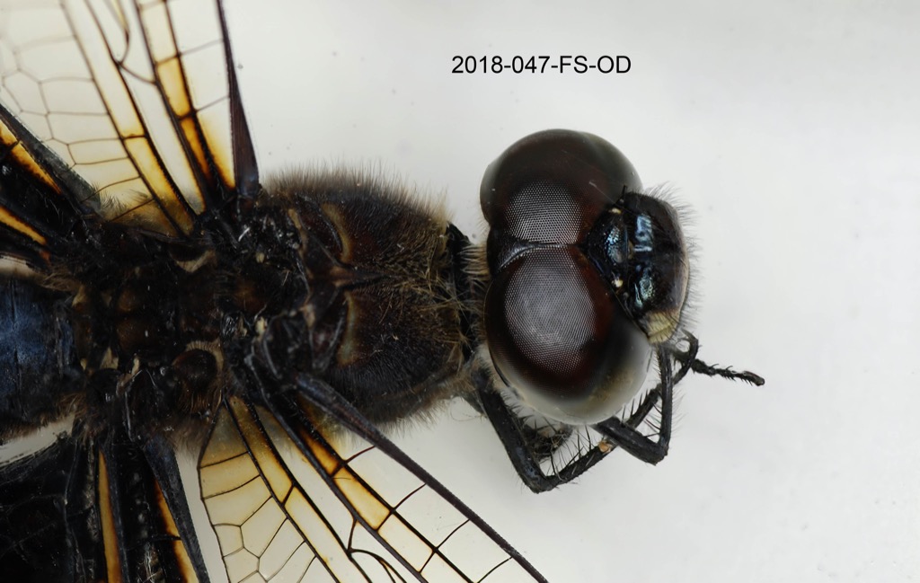 head and thorax ventral