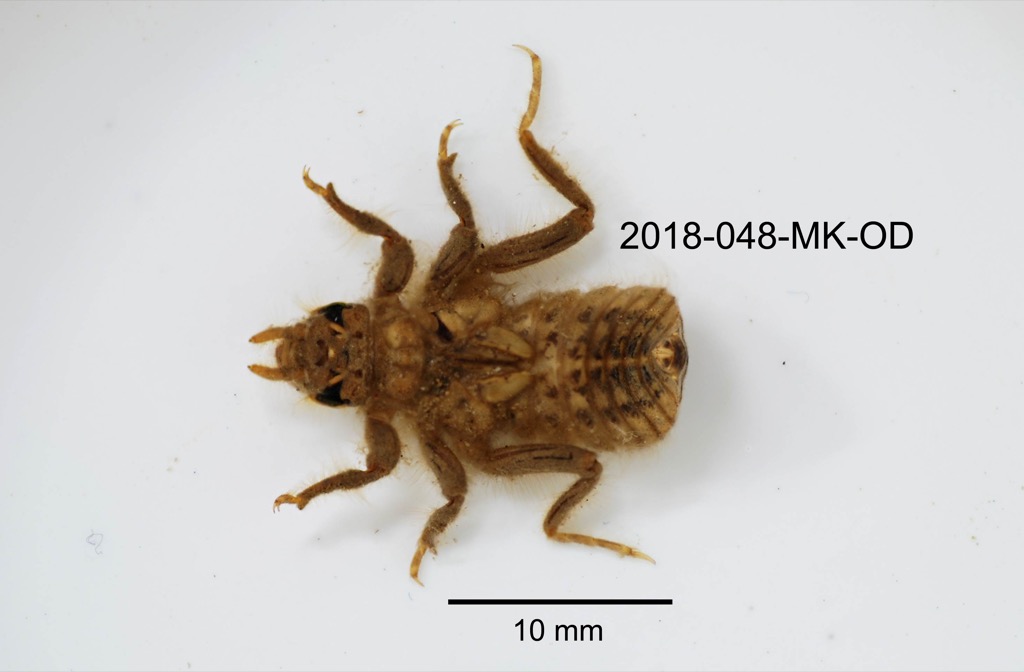 dorsal