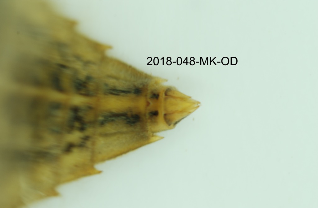 abdominal apex dorsal