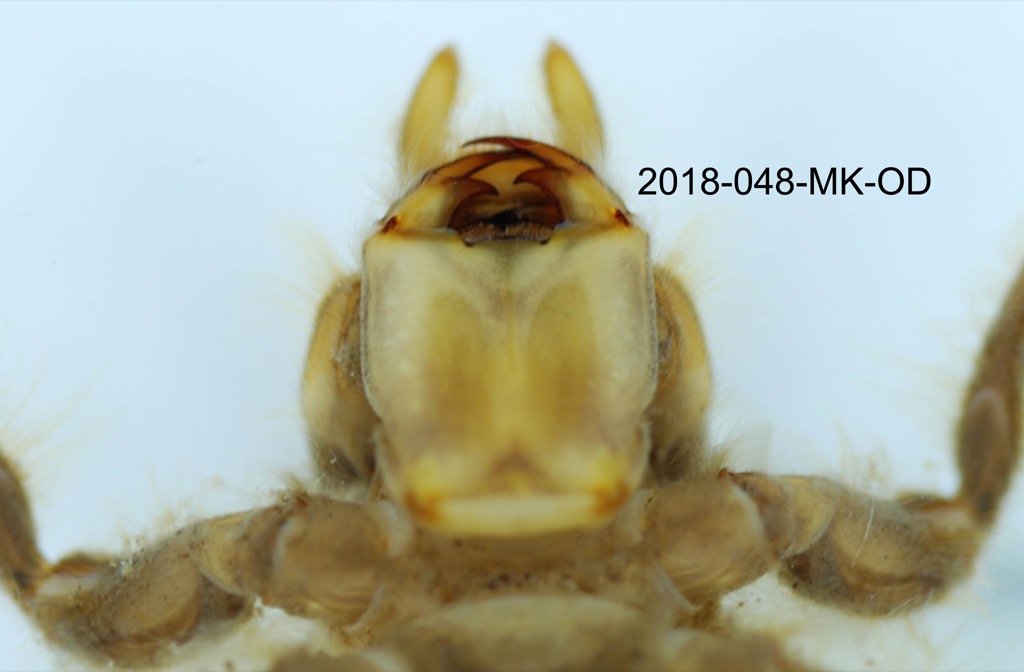 mouth ventral