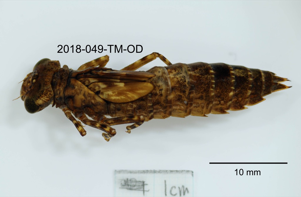 dorsal