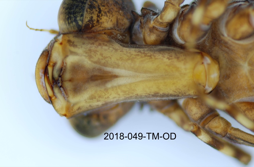 mouth dorsal