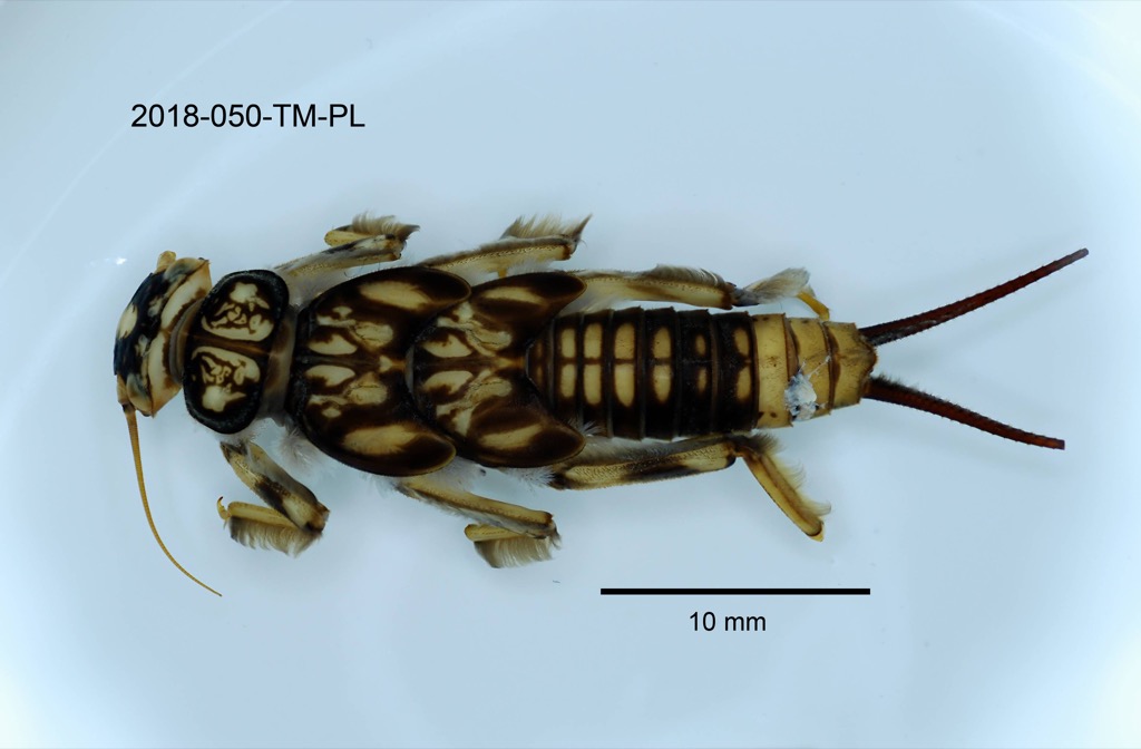 dorsal