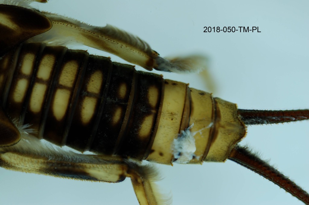 abdomen dorsal