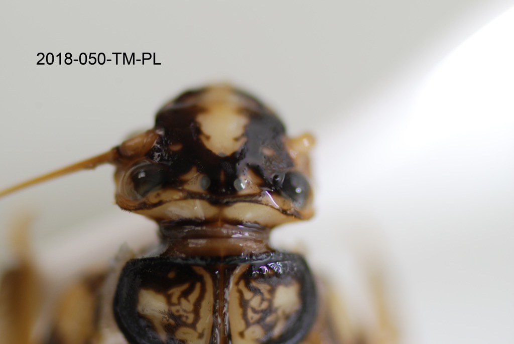 head dorsal