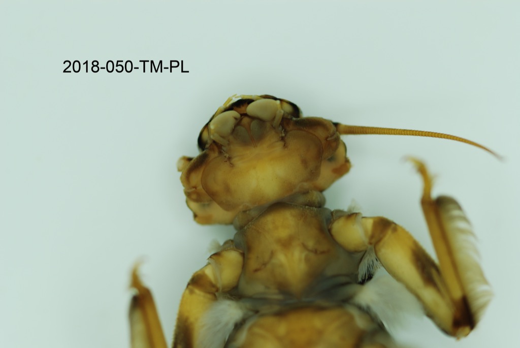 head ventral
