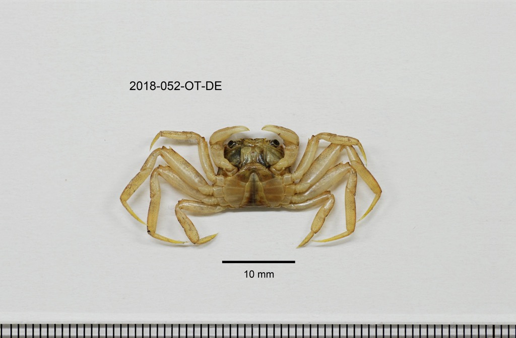 ventral