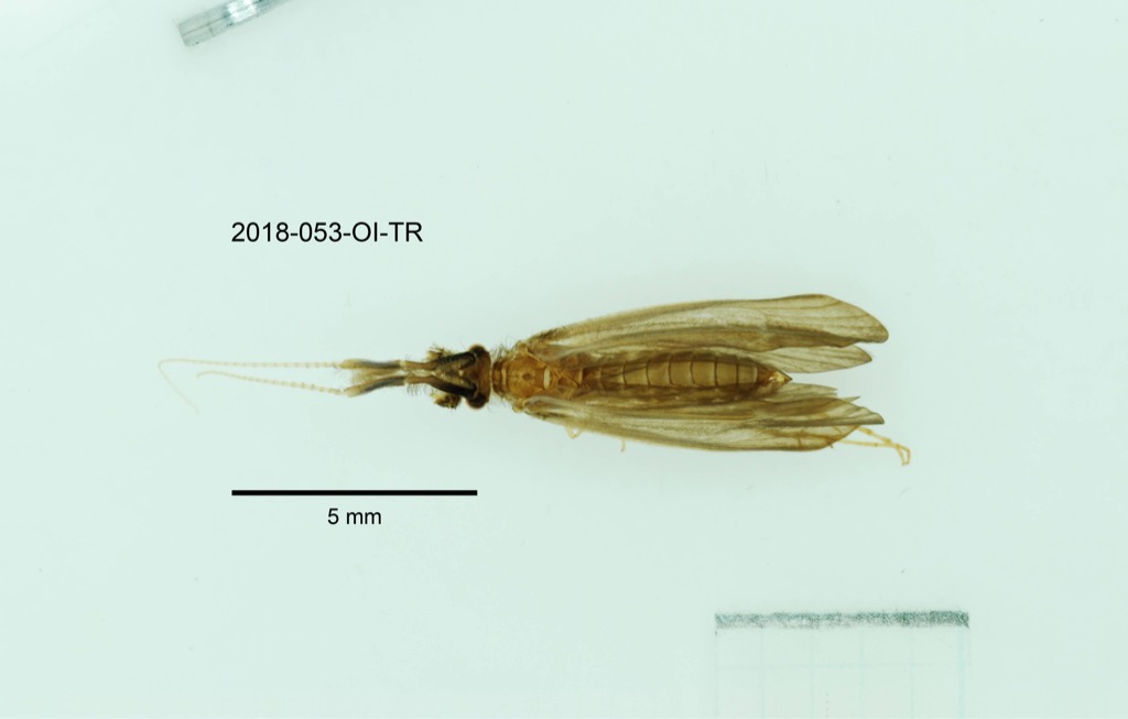 dorsal