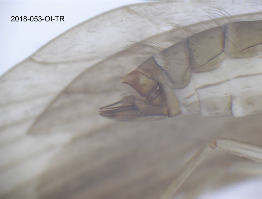 genitalia lateral