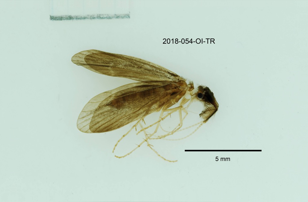 dorsal