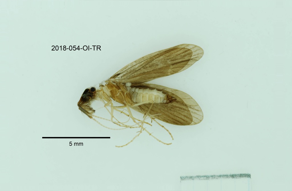 ventral