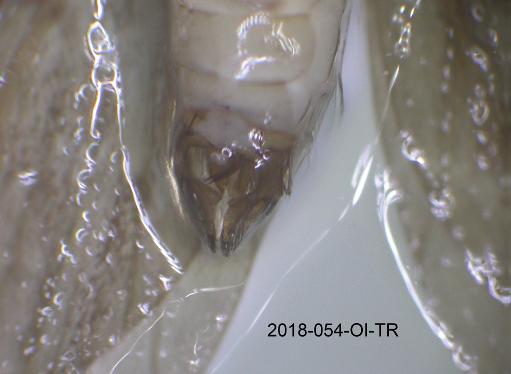 genitalia ventral