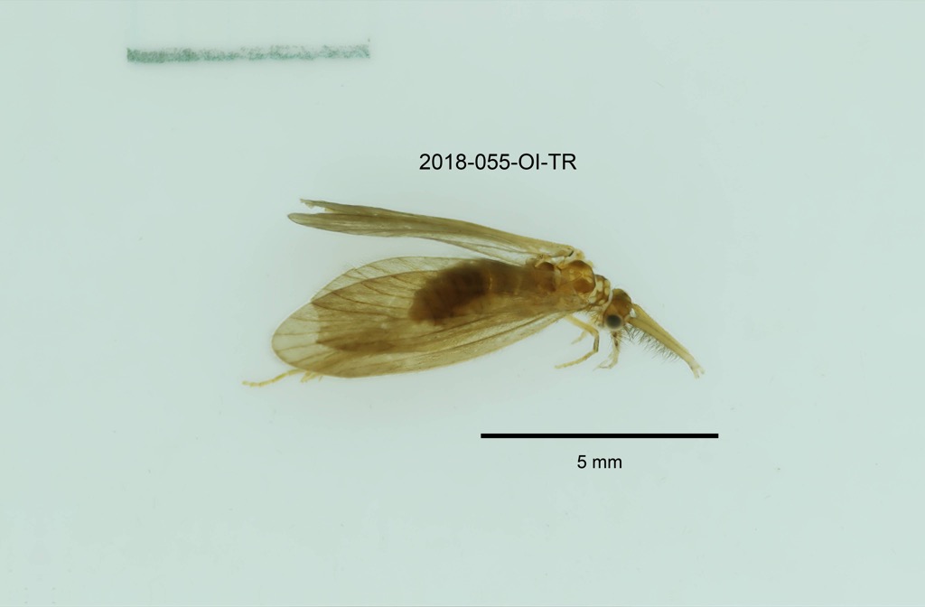 dorsal