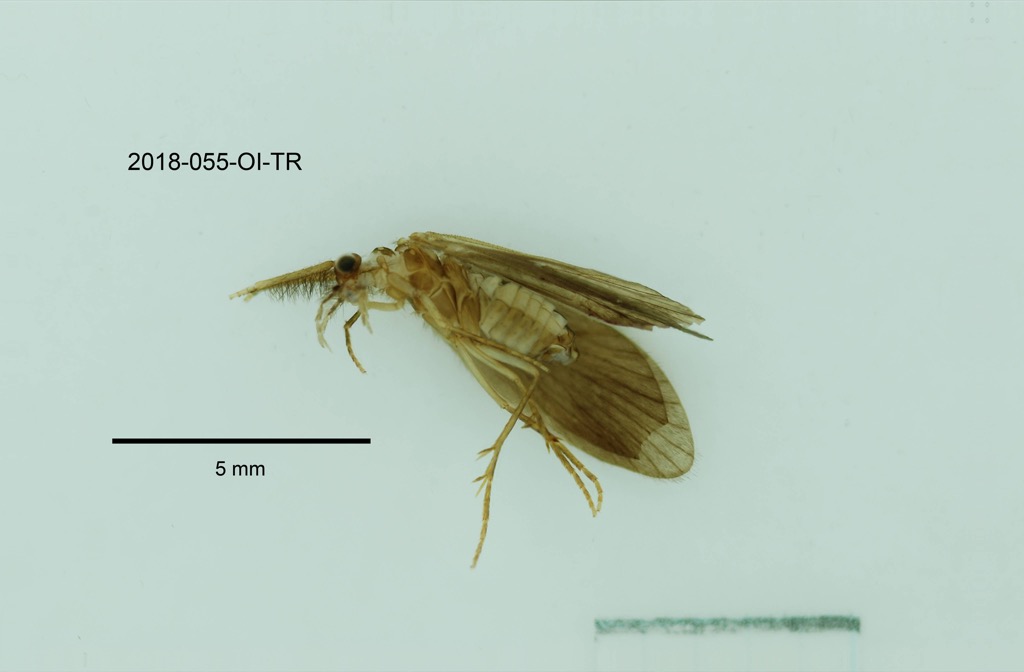 ventral