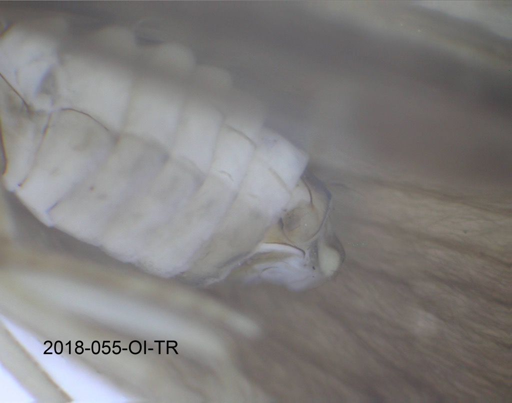 genitalia lateral