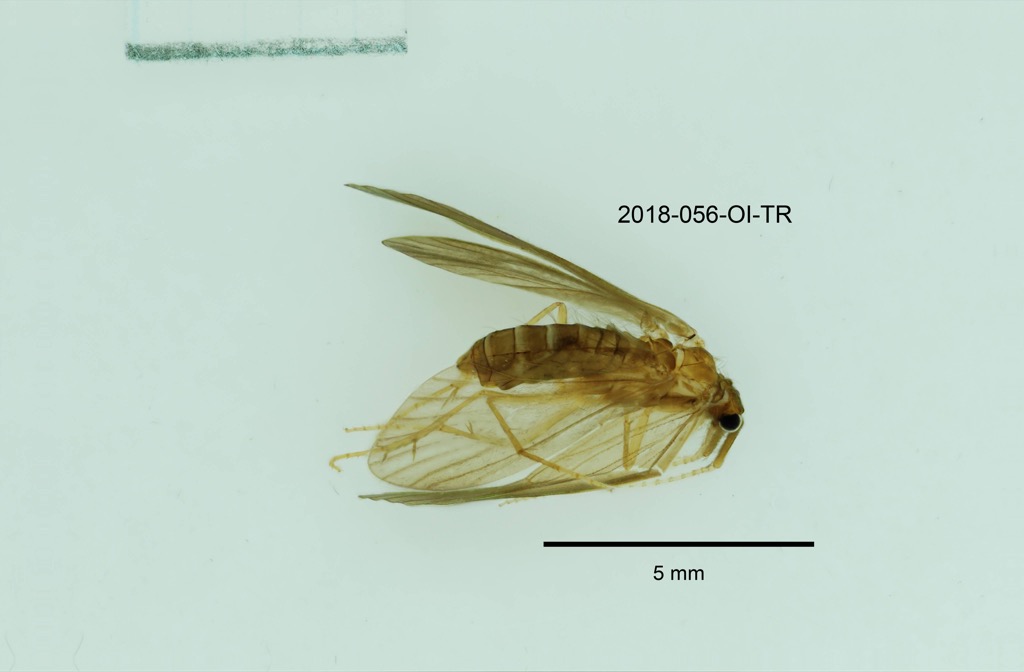 dorsal