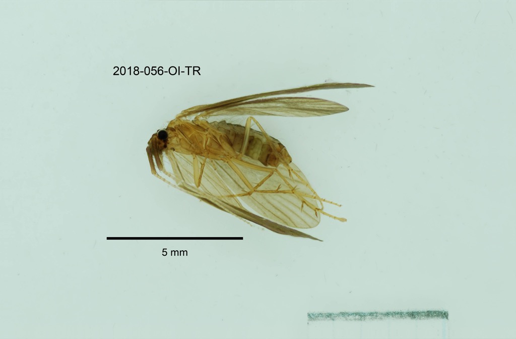 ventral