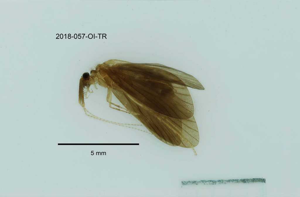 lateral