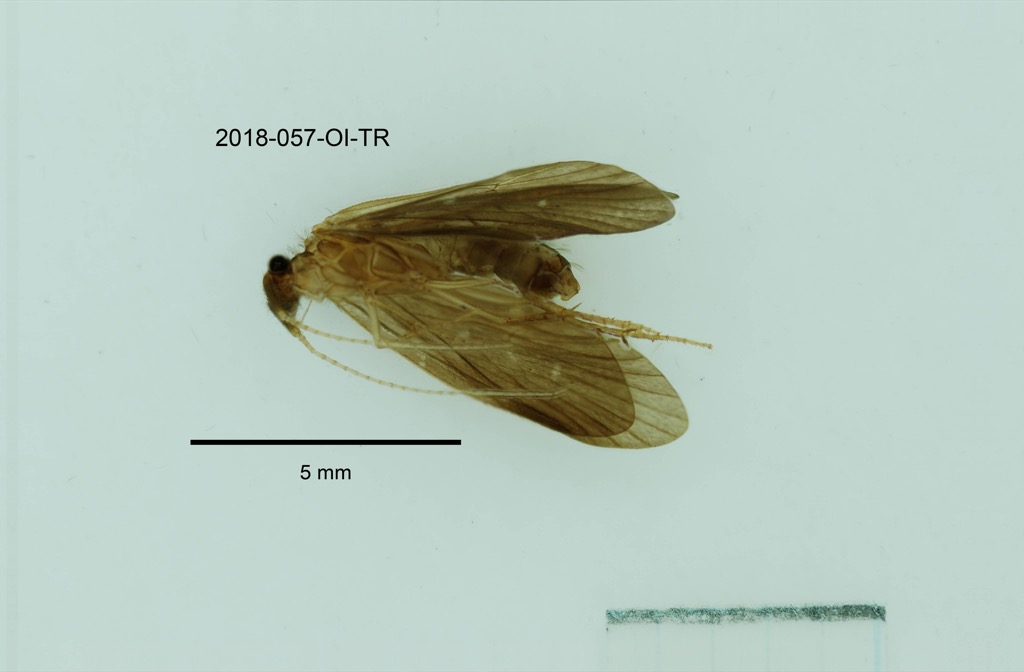 ventral
