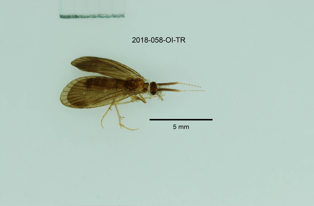 dorsal
