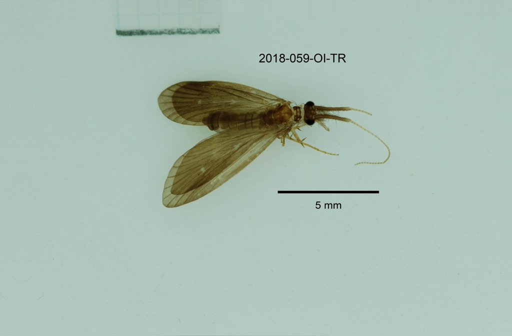 dorsal