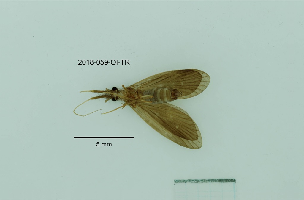ventral