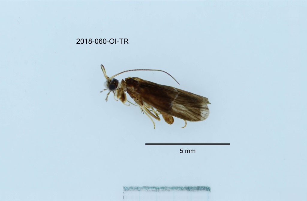 dorsal