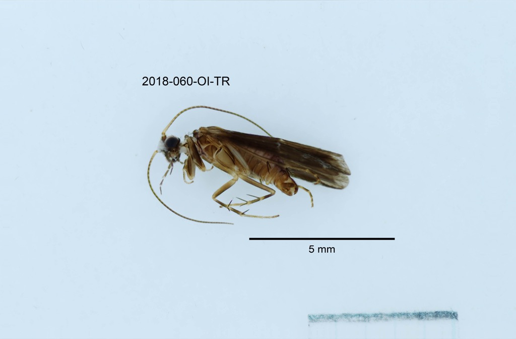 lateral