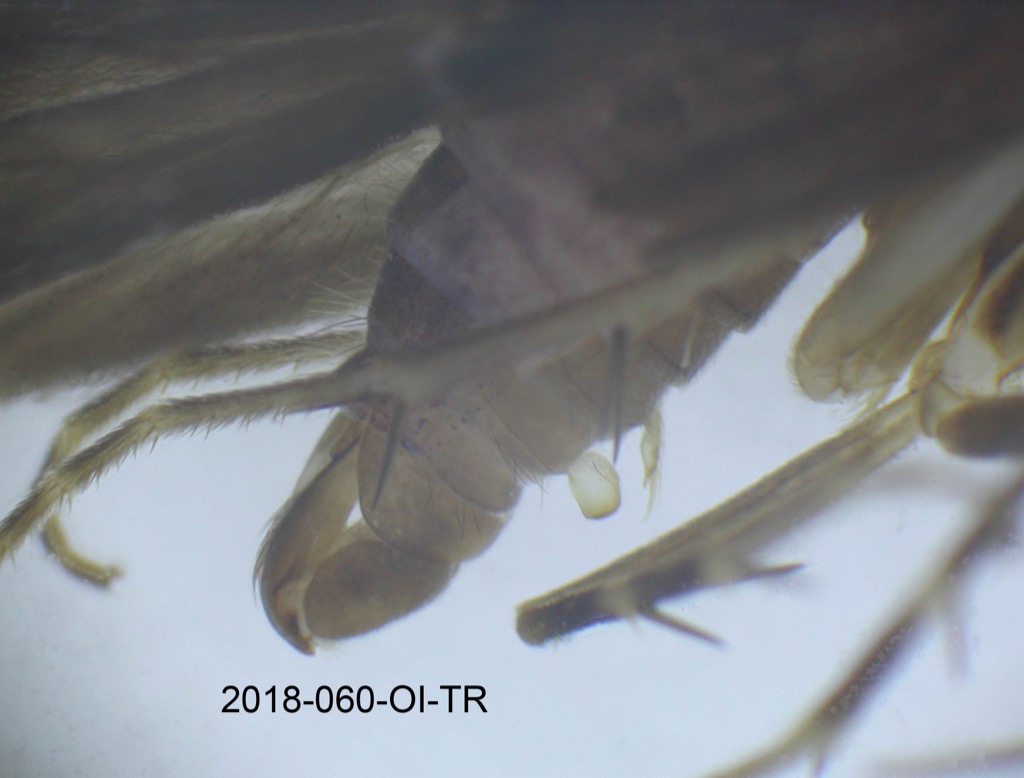 genitalia lateral