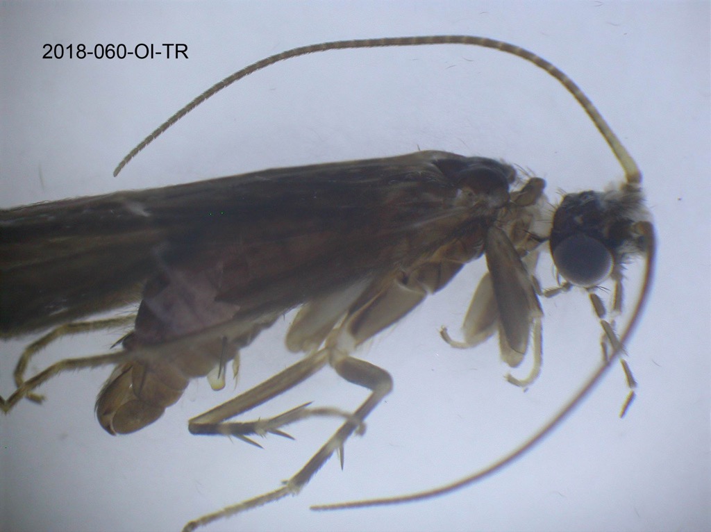 head and thorax lateral