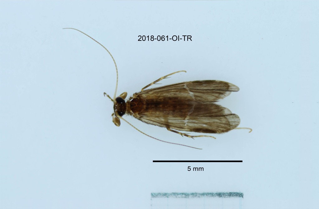dorsal